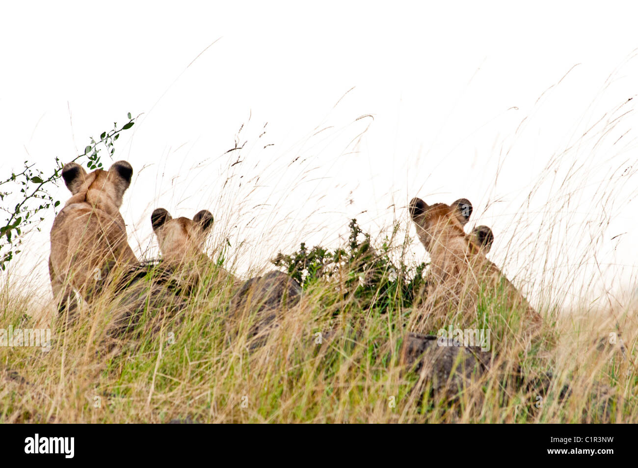 Vue arrière du Quatre lionceaux, Panthera leo, Masai Mara National Reserve, Kenya, Africa Banque D'Images