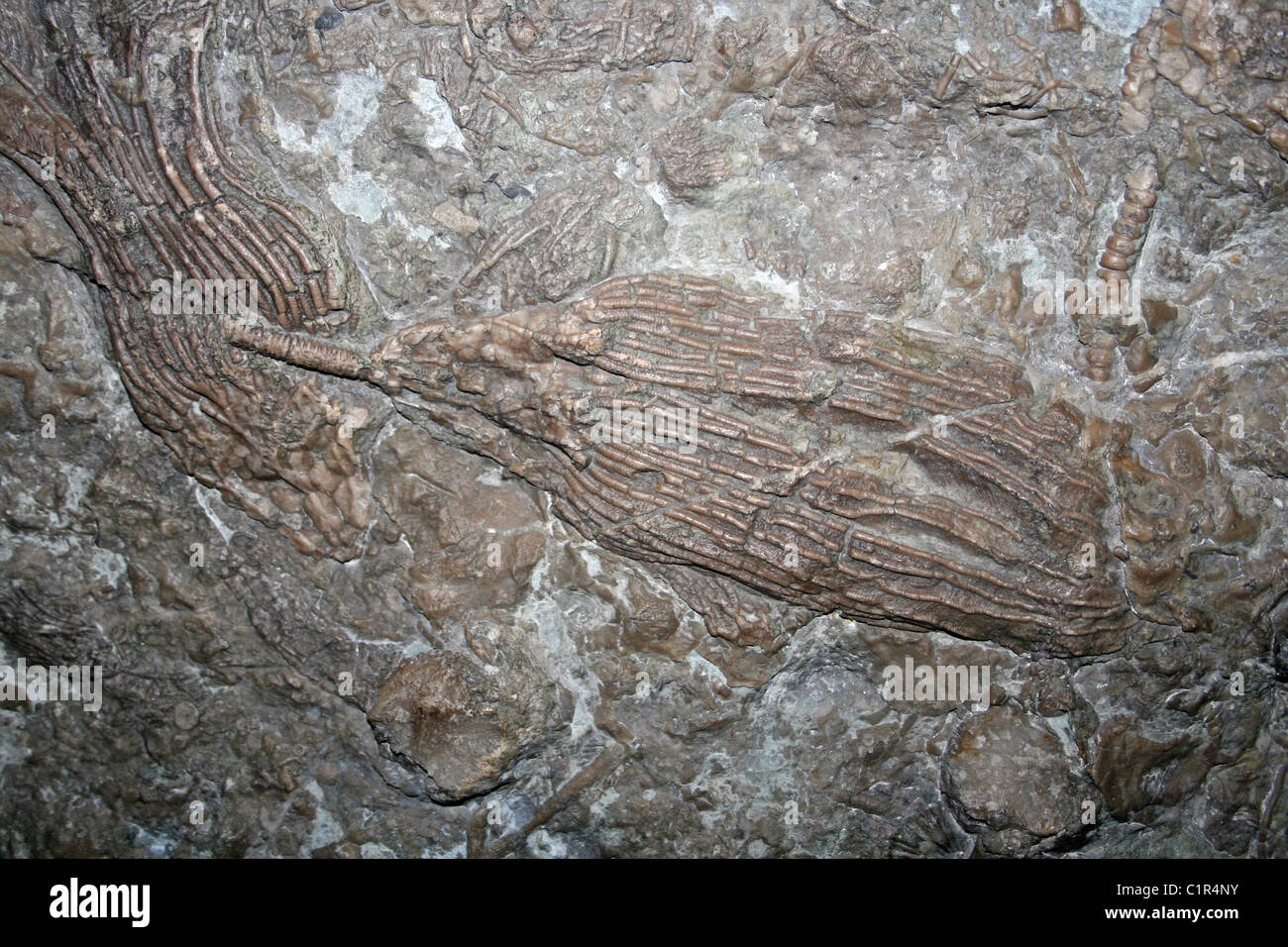 Crinoïde Gissocrinus goniodactylus Banque D'Images