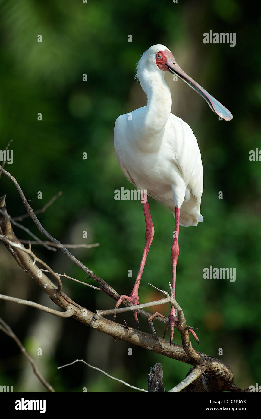 Spatule d'Afrique (Platalea alba) Saadani Tanzanie Banque D'Images