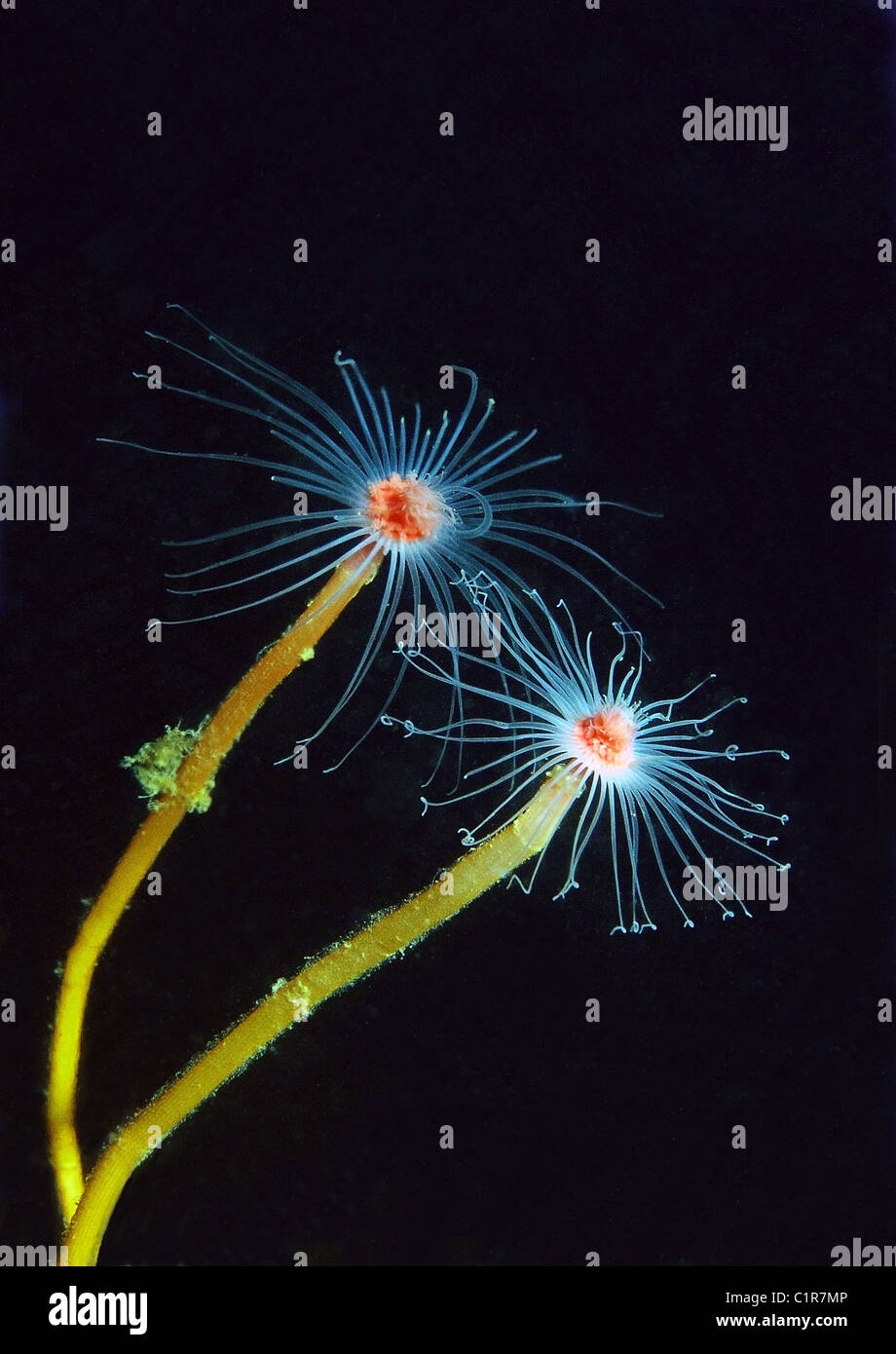 Hydroïde, Bell (Tubularia indivis), l'Arctique, la Russie, Kareliya, mer Blanche Banque D'Images