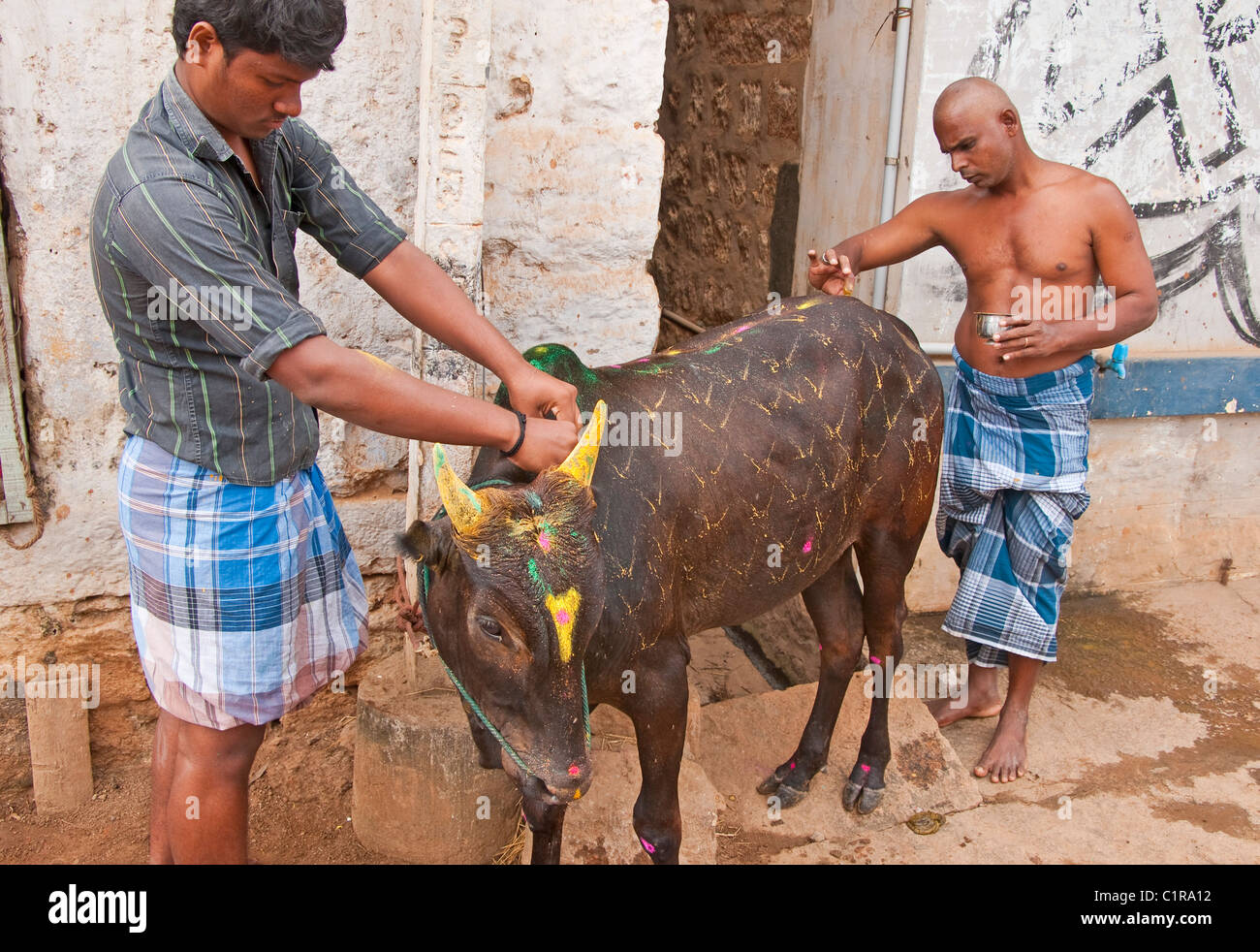 Les hommes du village décorer un jeune taureau pour le Pongal Festival Banque D'Images