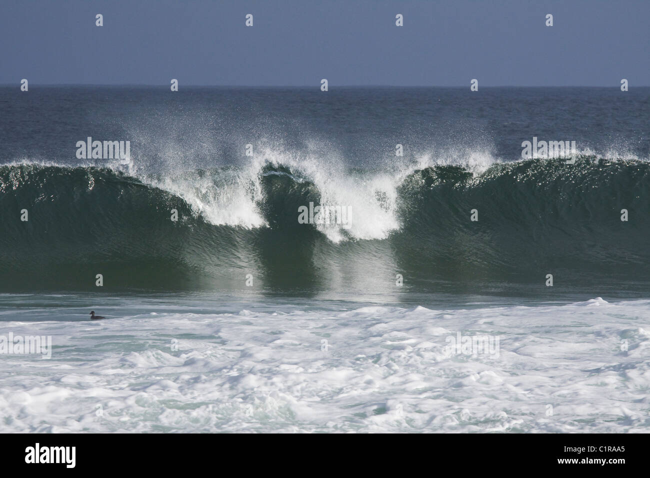 Déferlante figés dans le temps, la baie de Monterey, le Centre de la Californie, USA Banque D'Images