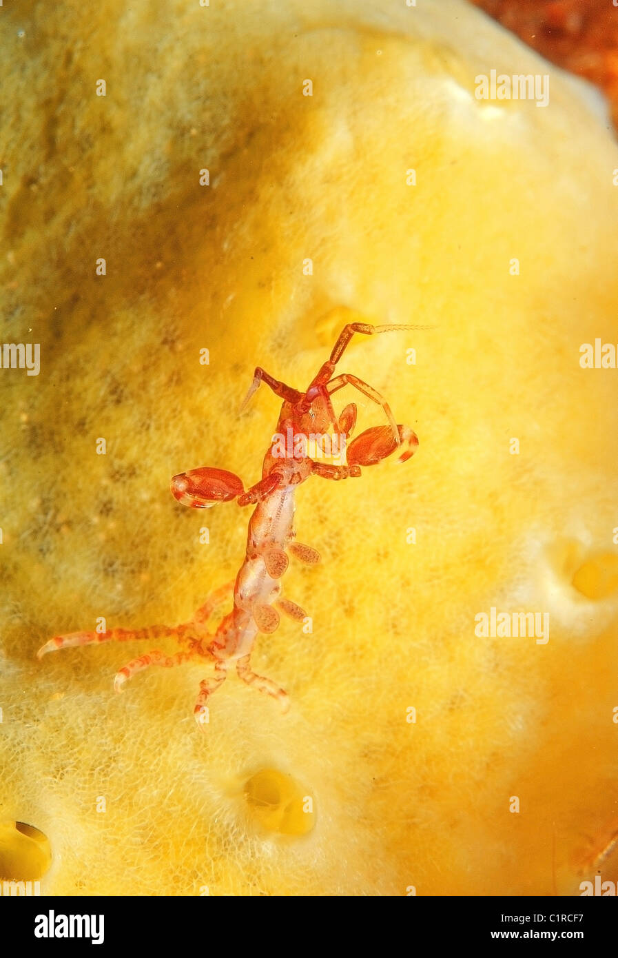 Caprelles ou ghost de crevettes (Caprella linearis), l'Arctique, la Russie, Kareliya, mer Blanche Banque D'Images