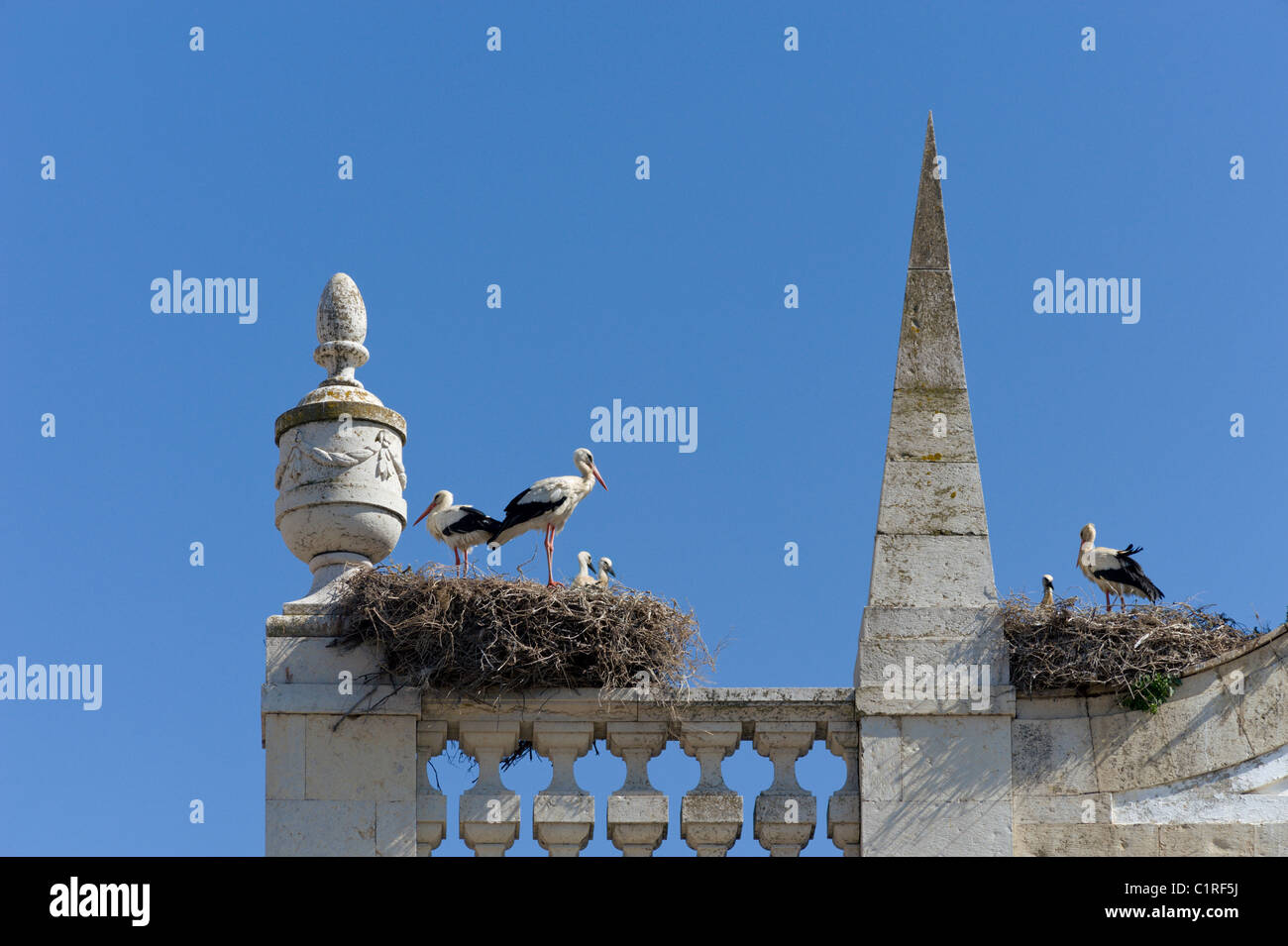 Les nids de cigognes sur l'Arco da Vila, la vieille ville, Faro, Algarve, Portugal Banque D'Images