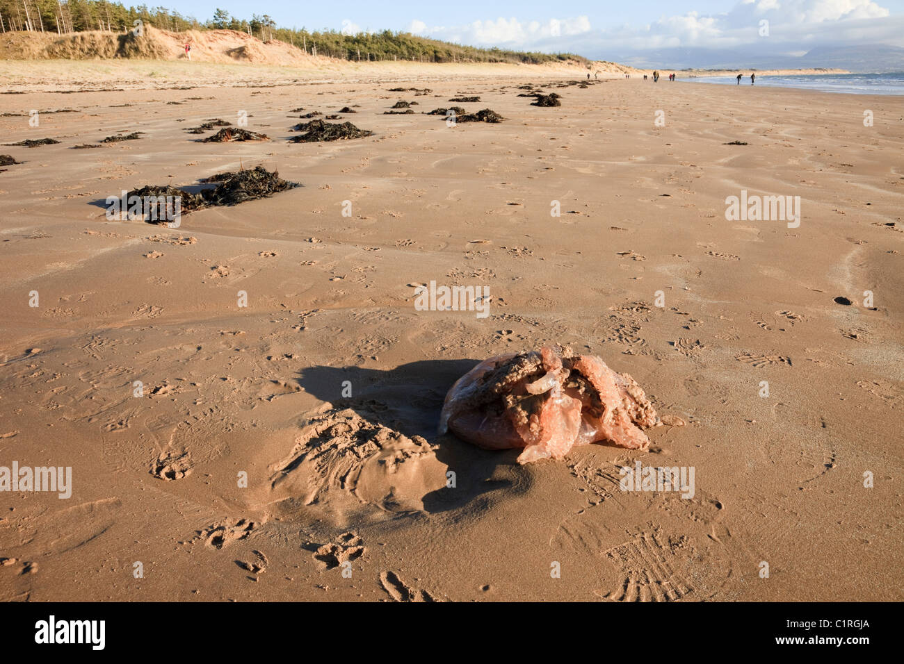 Newborough, Anglesey, au nord du Pays de Galles, Royaume-Uni. Le corps mort (méduses Rhizostoma octopus) (R. pulmo) s'est échoué sur la plage Llanddwyn Banque D'Images