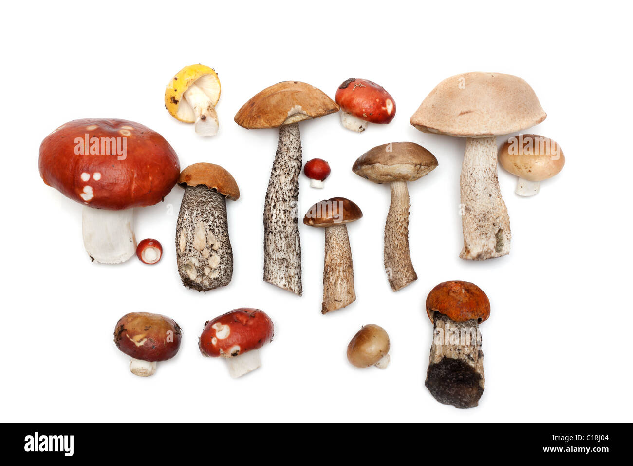 Différents champignons sont mis sur fond blanc Banque D'Images