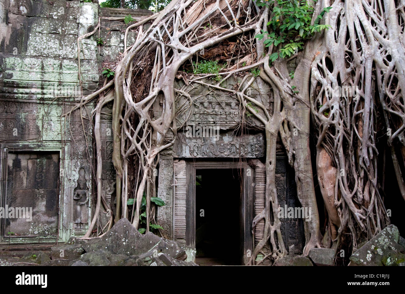 Les racines des arbres couvrant les ruines de Ta Prohm à Angkor Wat, au Cambodge Banque D'Images