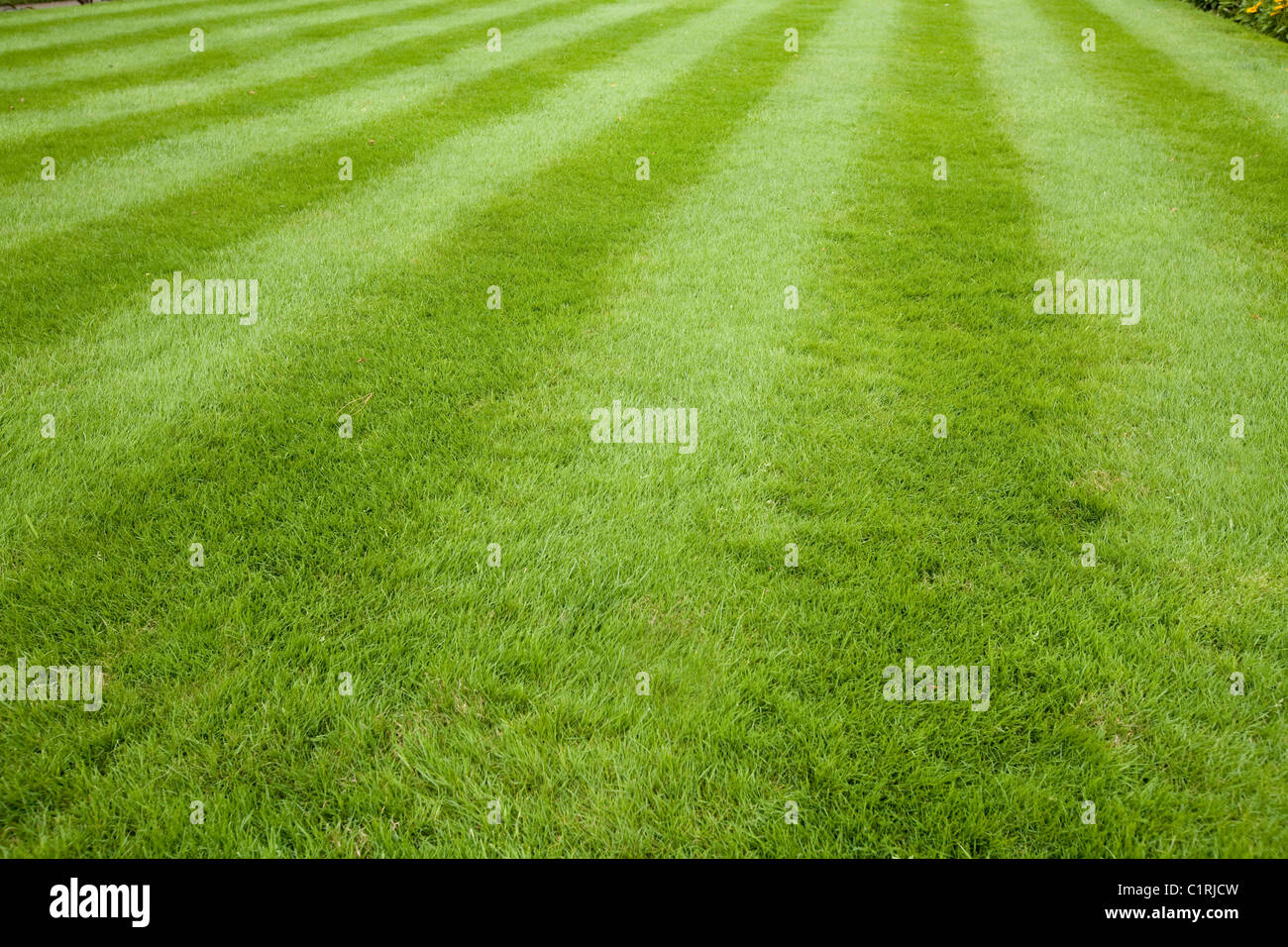 Stripy pelouse avec coupe longue en herbe à rayures / jardin jardins. Surrey. UK. Banque D'Images