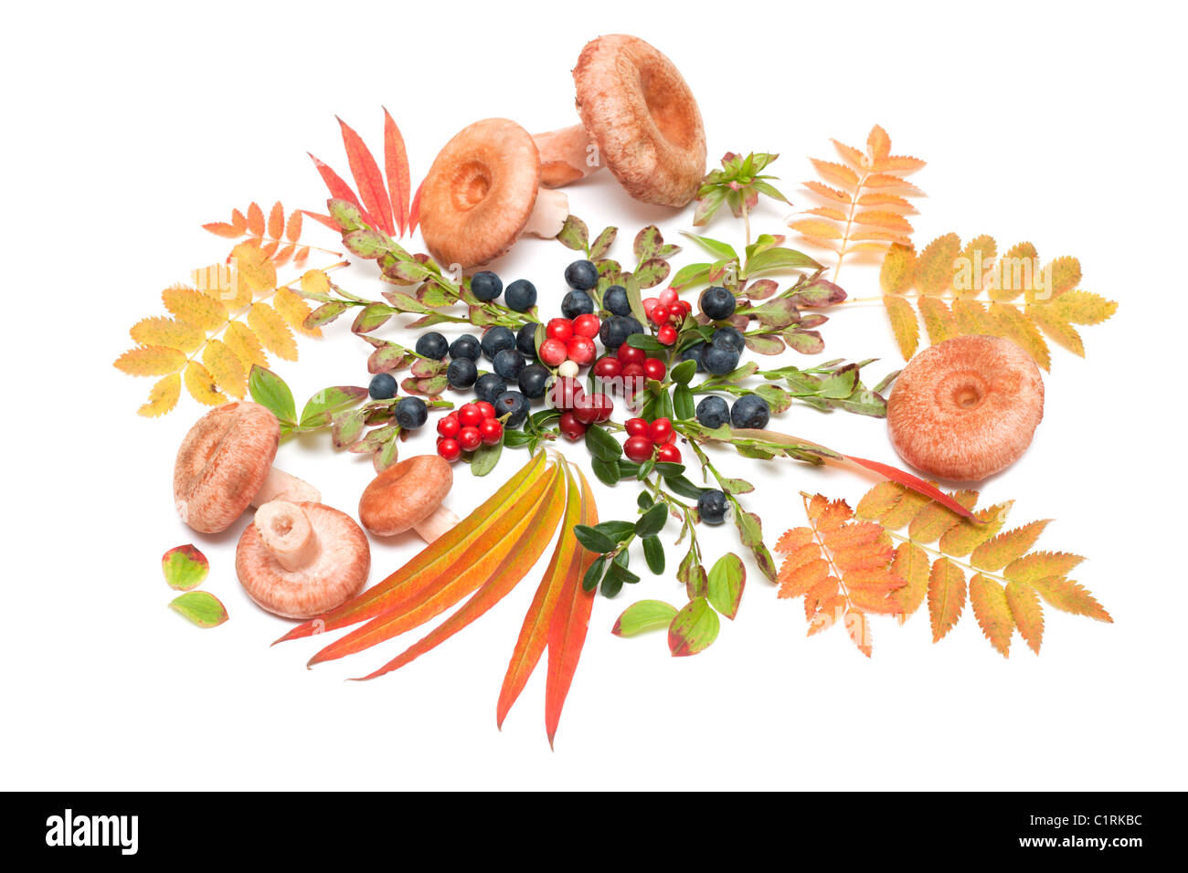 Feuille jaune de sorbe, still life with Mushroom Banque D'Images