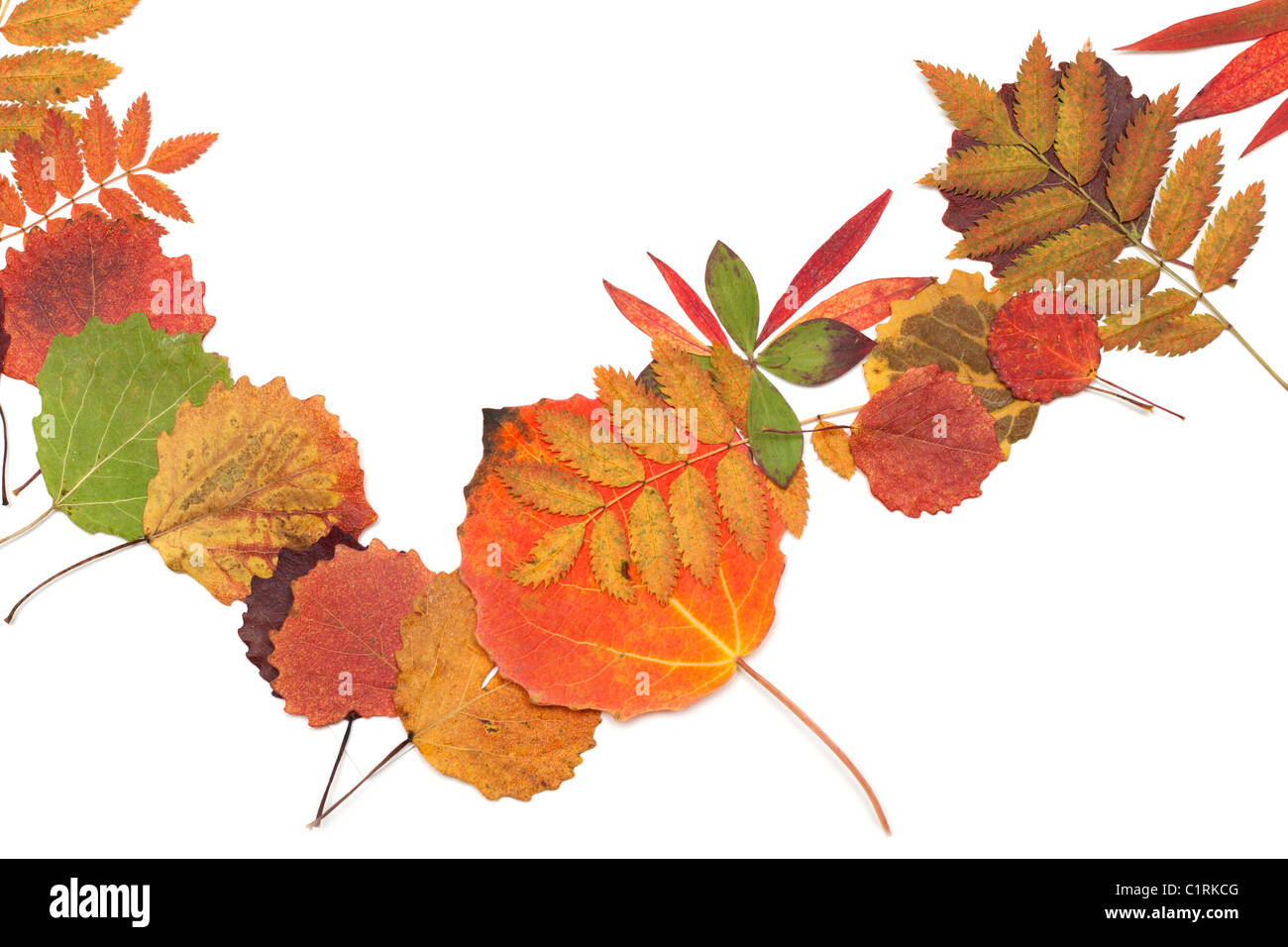 Feuille d'automne jonché de tas sur fond blanc Banque D'Images