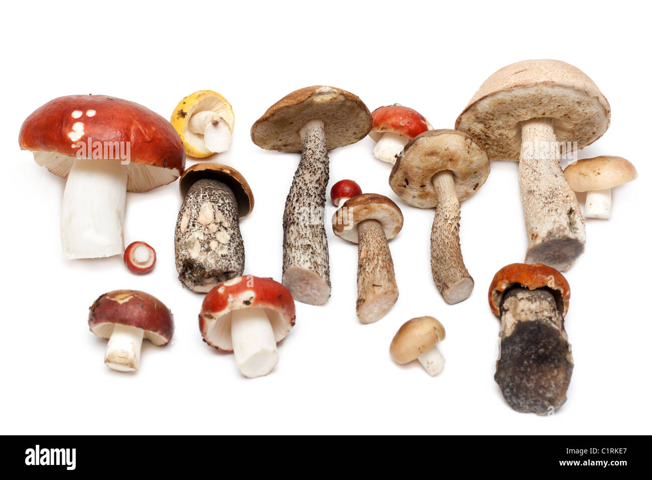 Différents champignons sont mis sur fond blanc Banque D'Images