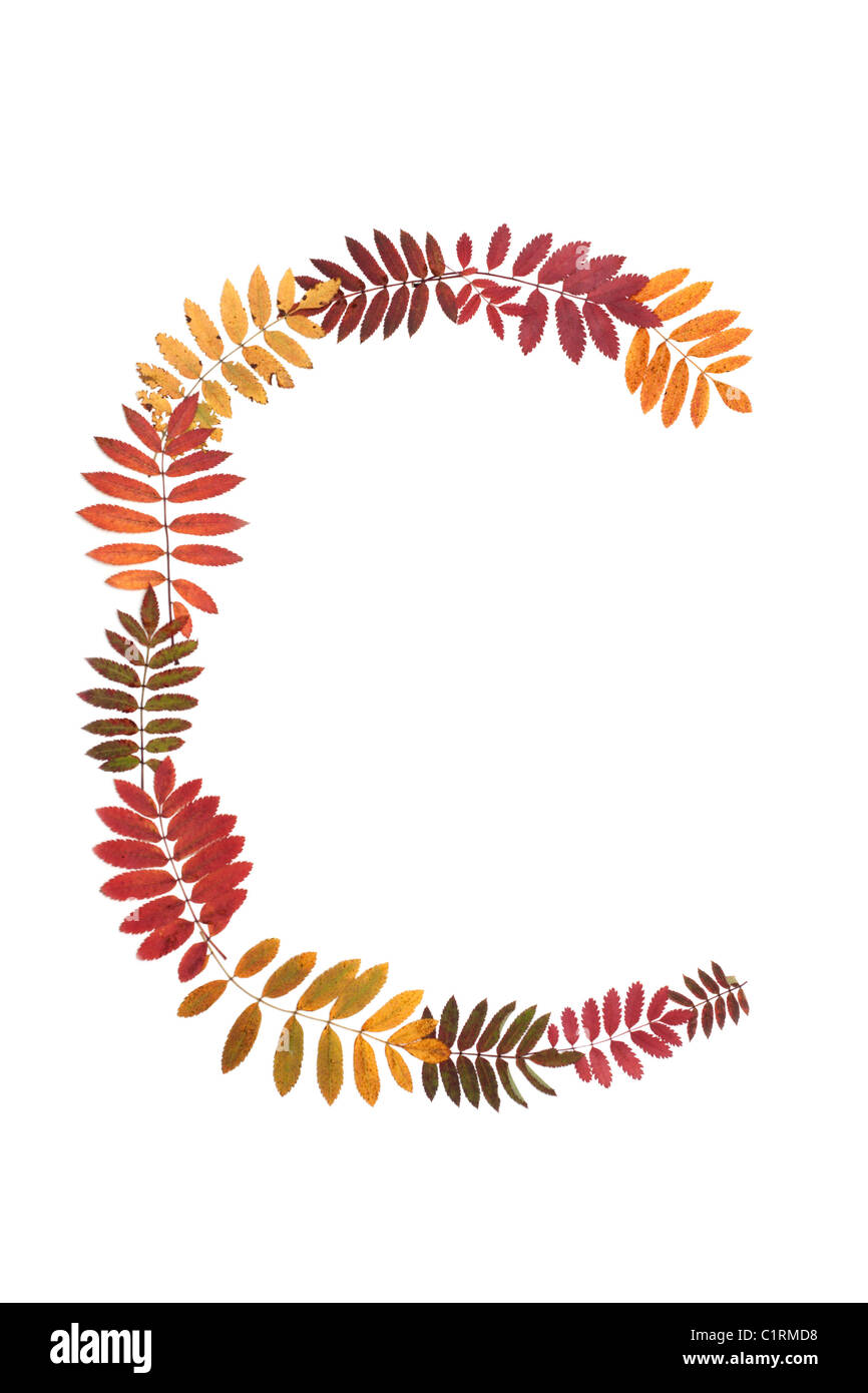 Lettre C de l'alphabet à partir de l'automne feuille de sorbe Banque D'Images