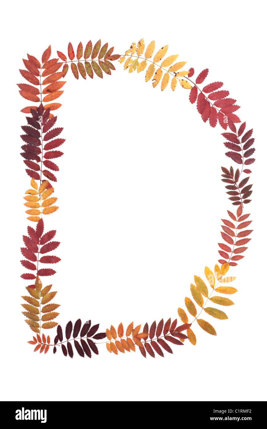 Lettre D de l'alphabet à partir de l'automne feuille de sorbe Banque D'Images