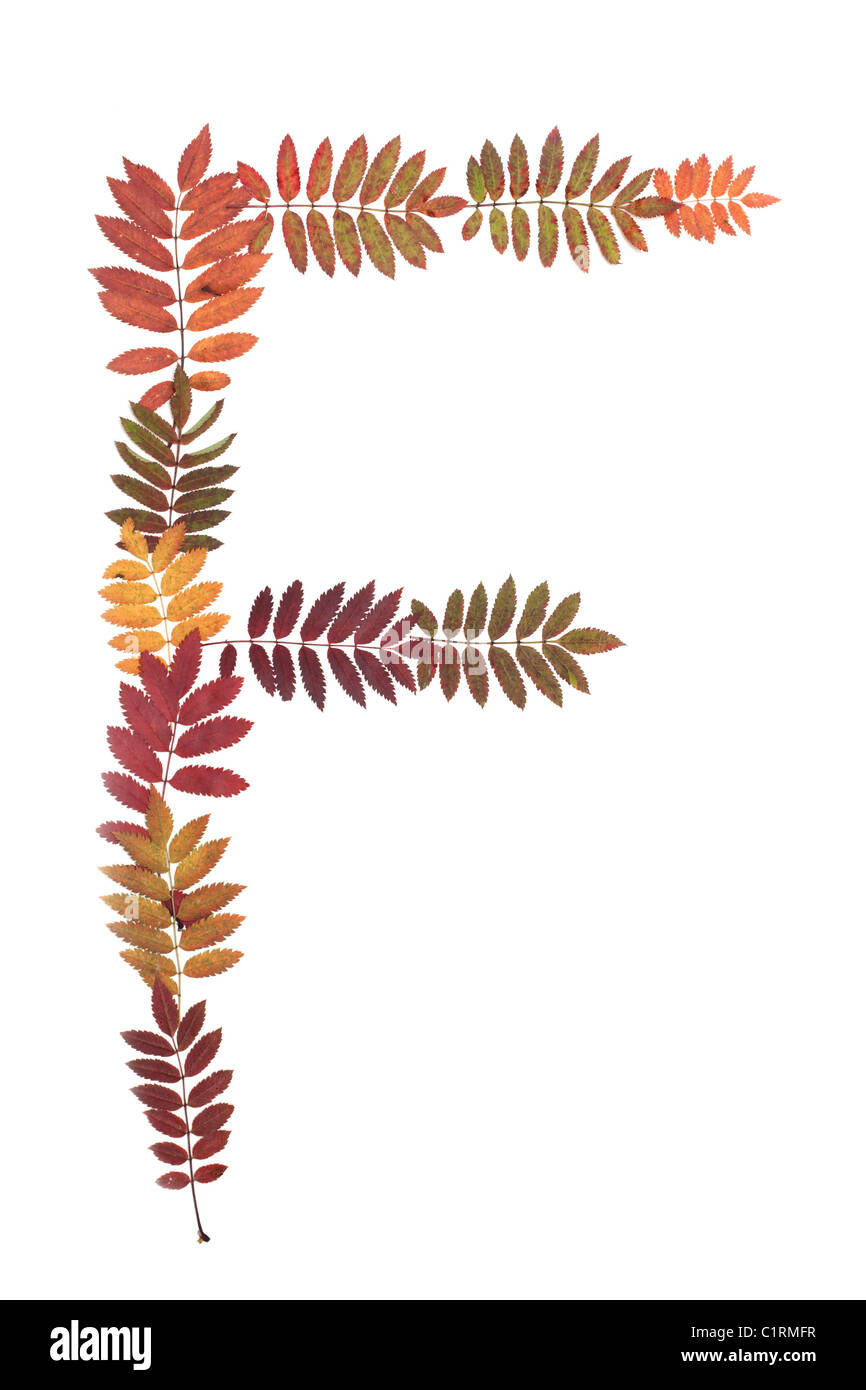 Lettre F de l'alphabet à partir de l'automne feuille de sorbe Banque D'Images