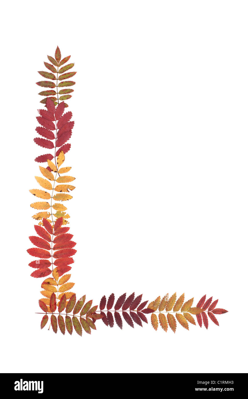 Lettre de l'alphabet G mis à partir de feuilles de sorbe sur fond blanc Banque D'Images