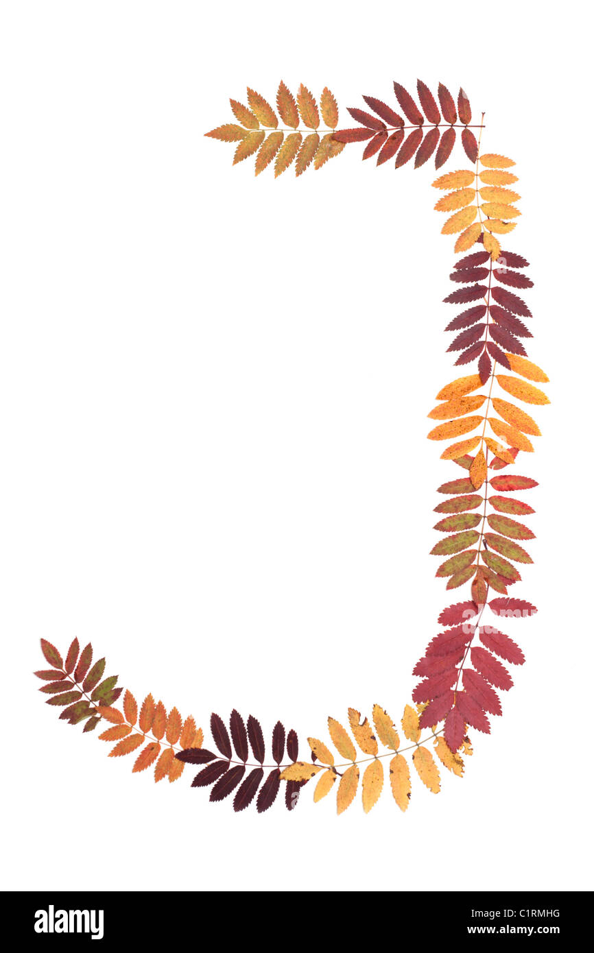 Lettre de l'alphabet J mis à partir de feuilles de sorbe sur fond blanc Banque D'Images