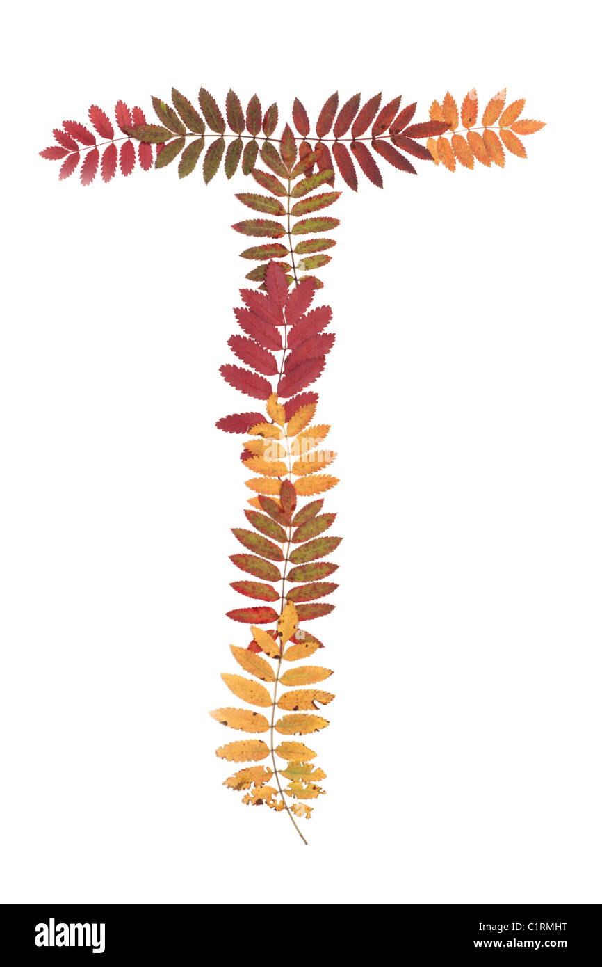 Lettre de l'alphabet T mis à partir de feuilles de sorbe sur fond blanc Banque D'Images