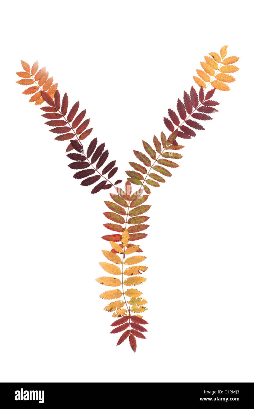 Lettre de l'alphabet y mettre de feuille de sorbe sur fond blanc Banque D'Images