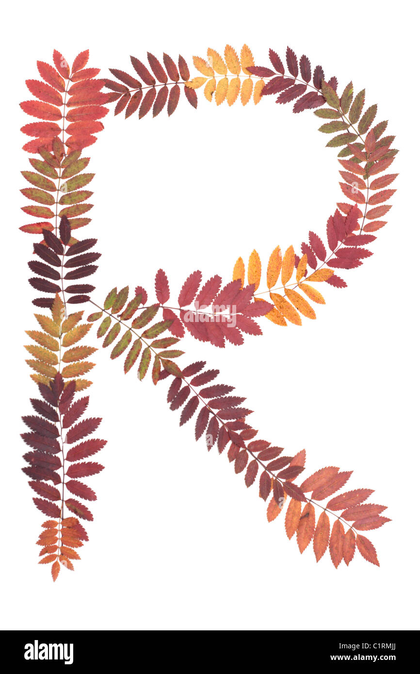 Lettre de l'alphabet R Mis à partir de feuilles de sorbe sur fond blanc Banque D'Images