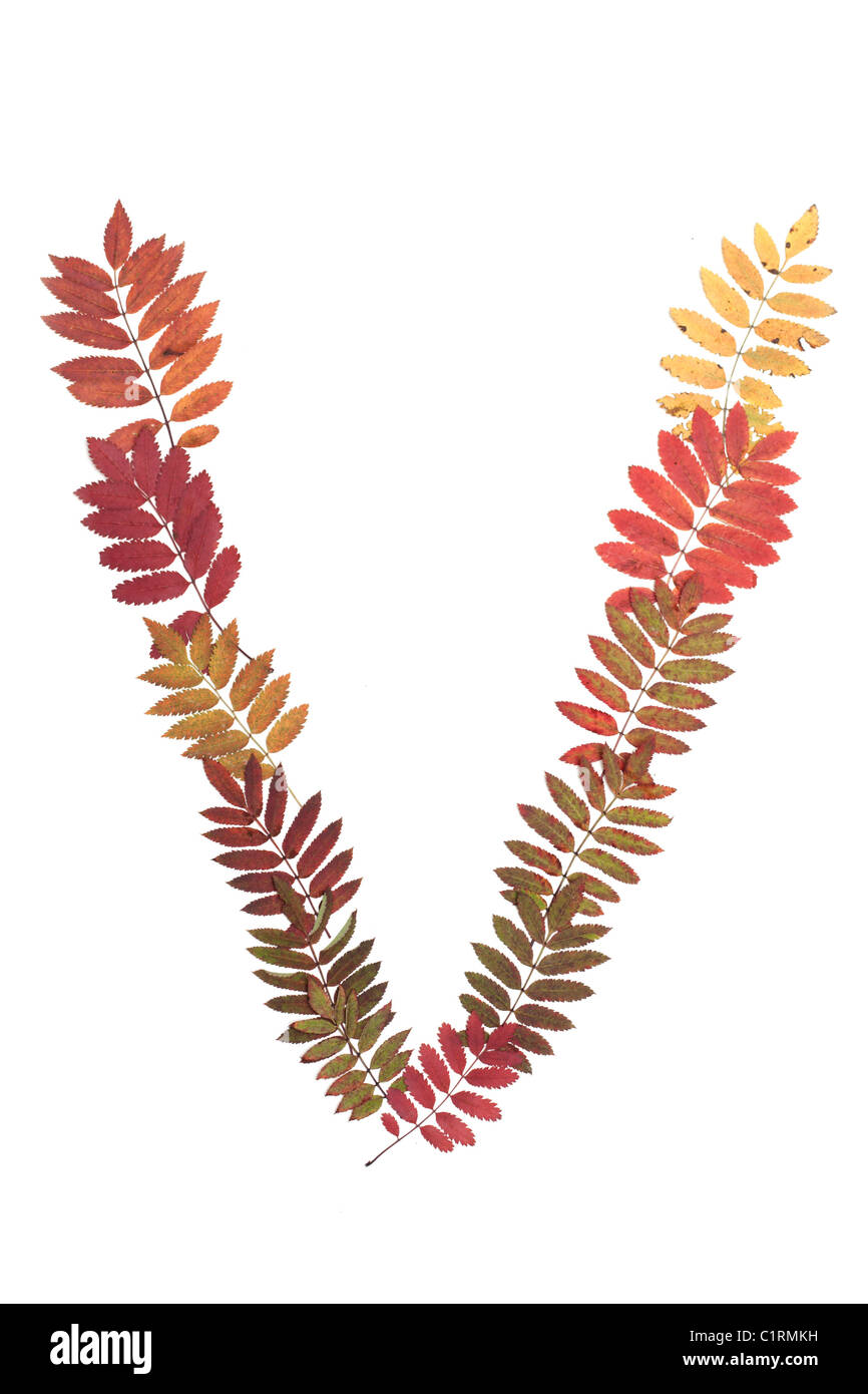 Lettre de l'alphabet v mis à partir de feuilles de sorbe sur fond blanc Banque D'Images