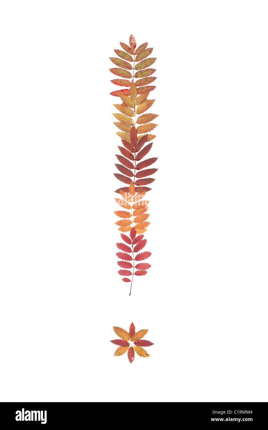 Point d'exclamation ! Mettre de sorbe feuille sur fond blanc Banque D'Images