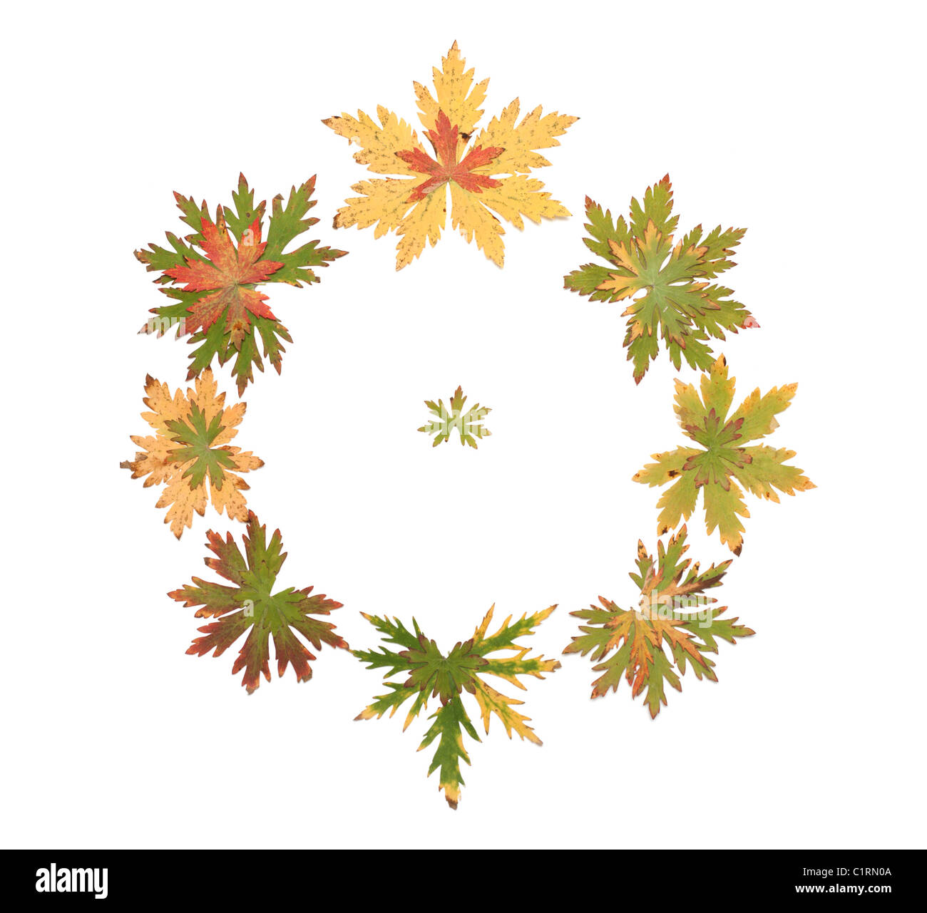 Feuille d'automne mis sur fond blanc autour de Banque D'Images