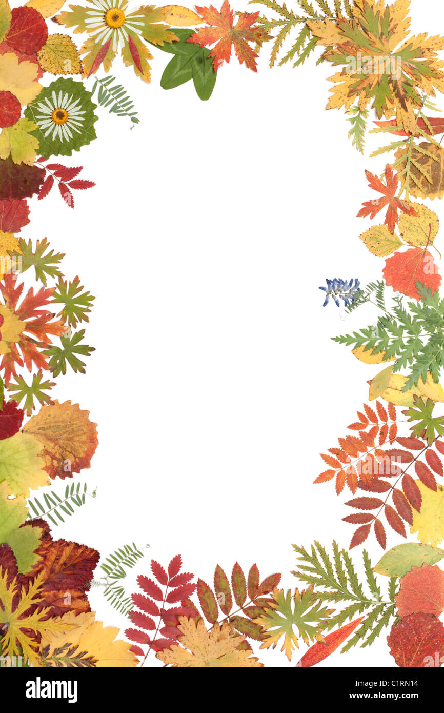 Image sur fond blanc de la feuille d'automne Banque D'Images