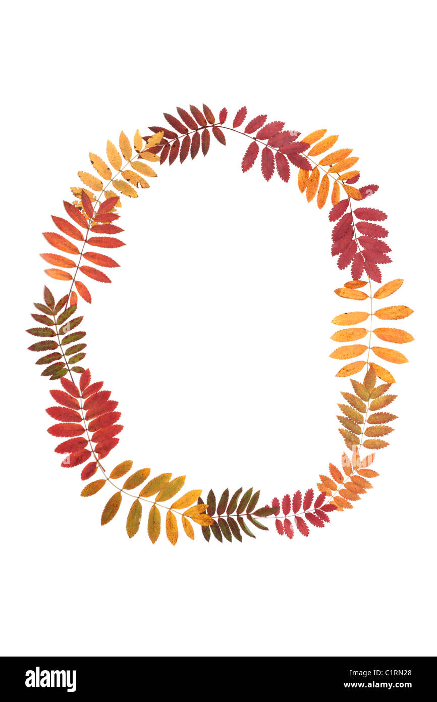 La lettre O de l'alphabet à partir de l'automne feuille de sorbe Banque D'Images