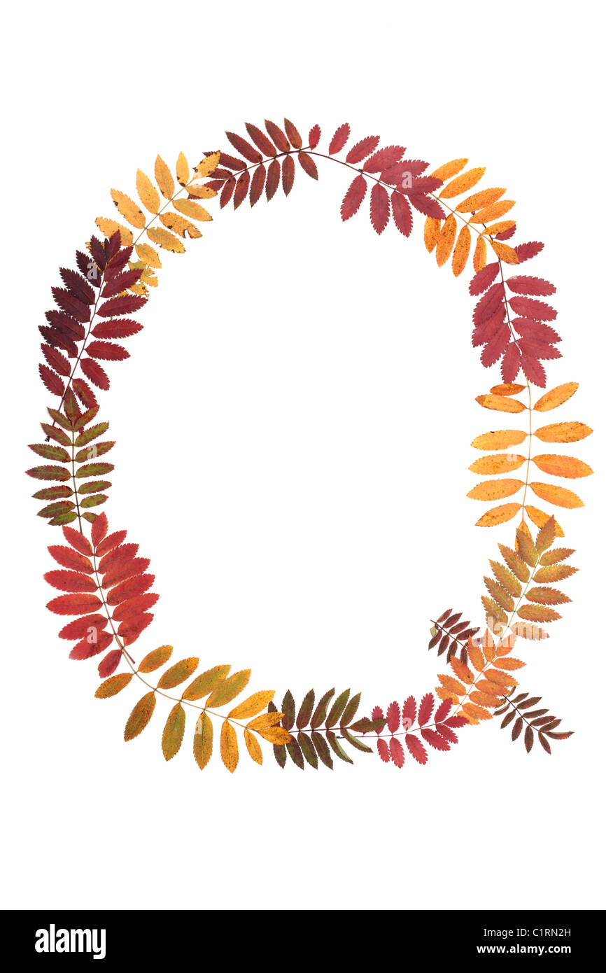 Lettre Q de l'alphabet à partir de l'automne feuille de sorbe Banque D'Images