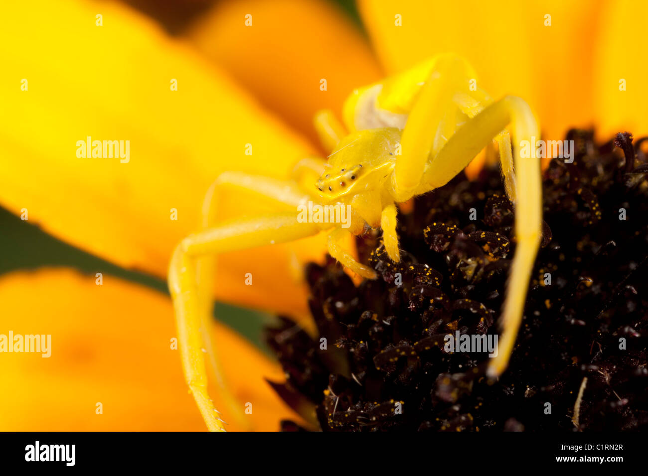 Araignée crabe jaune sur black-eyed susan Banque D'Images
