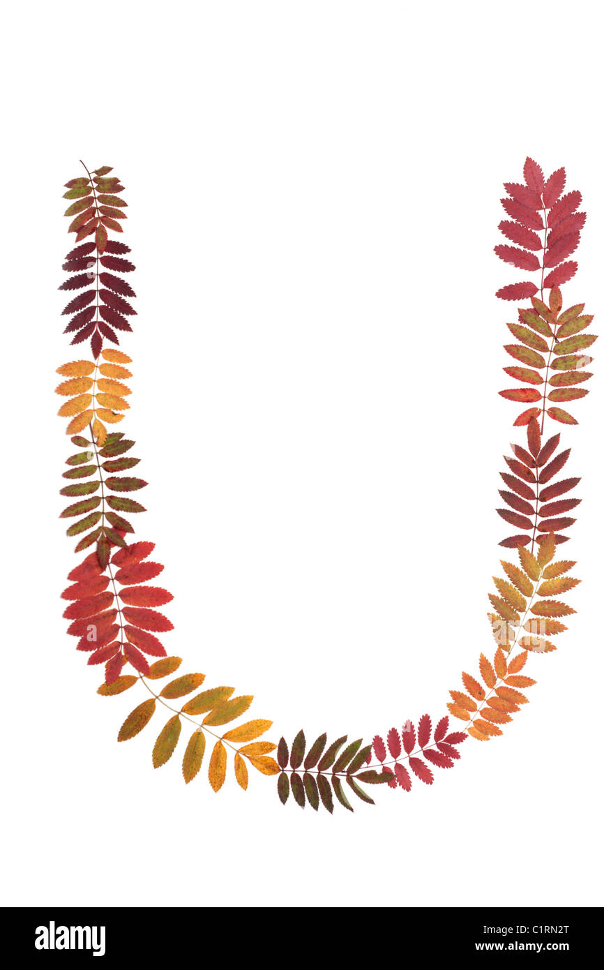 La lettre U de l'alphabet à partir de l'automne feuille de sorbe Banque D'Images