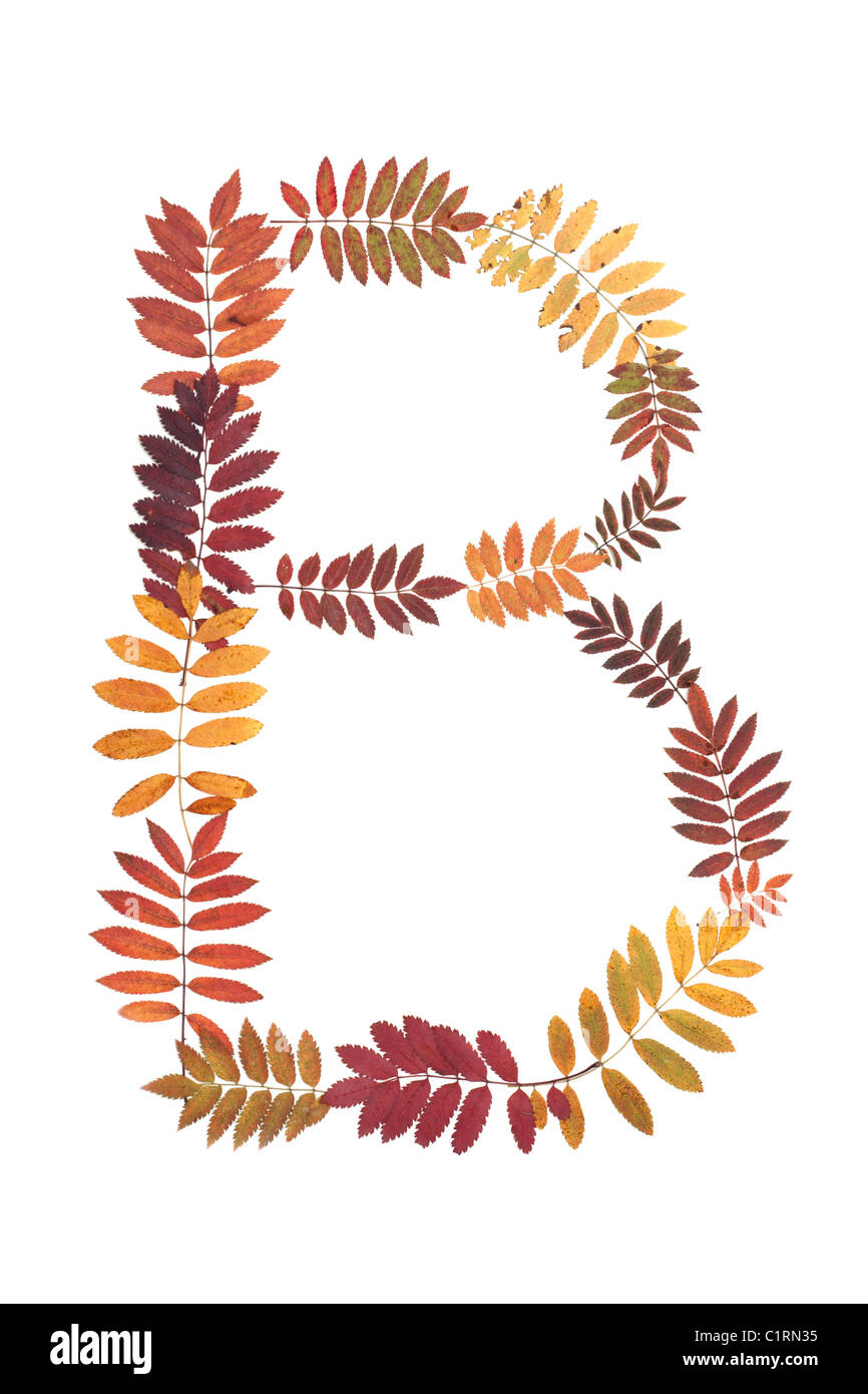 Lettre B de l'alphabet à partir de l'automne feuille de sorbe Banque D'Images
