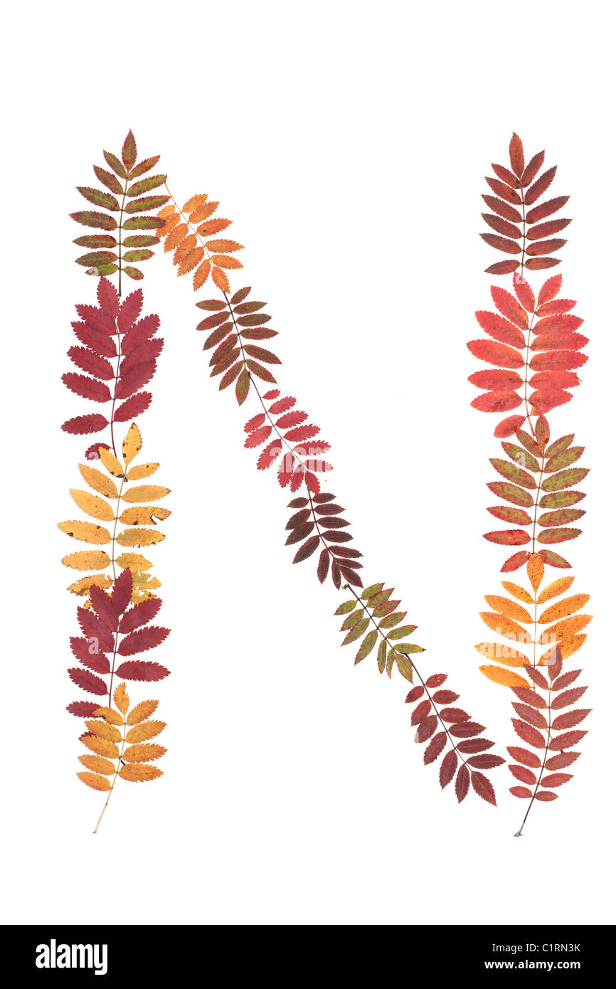 Lettre de l'alphabet N mis à partir de feuilles de sorbe sur fond blanc Banque D'Images