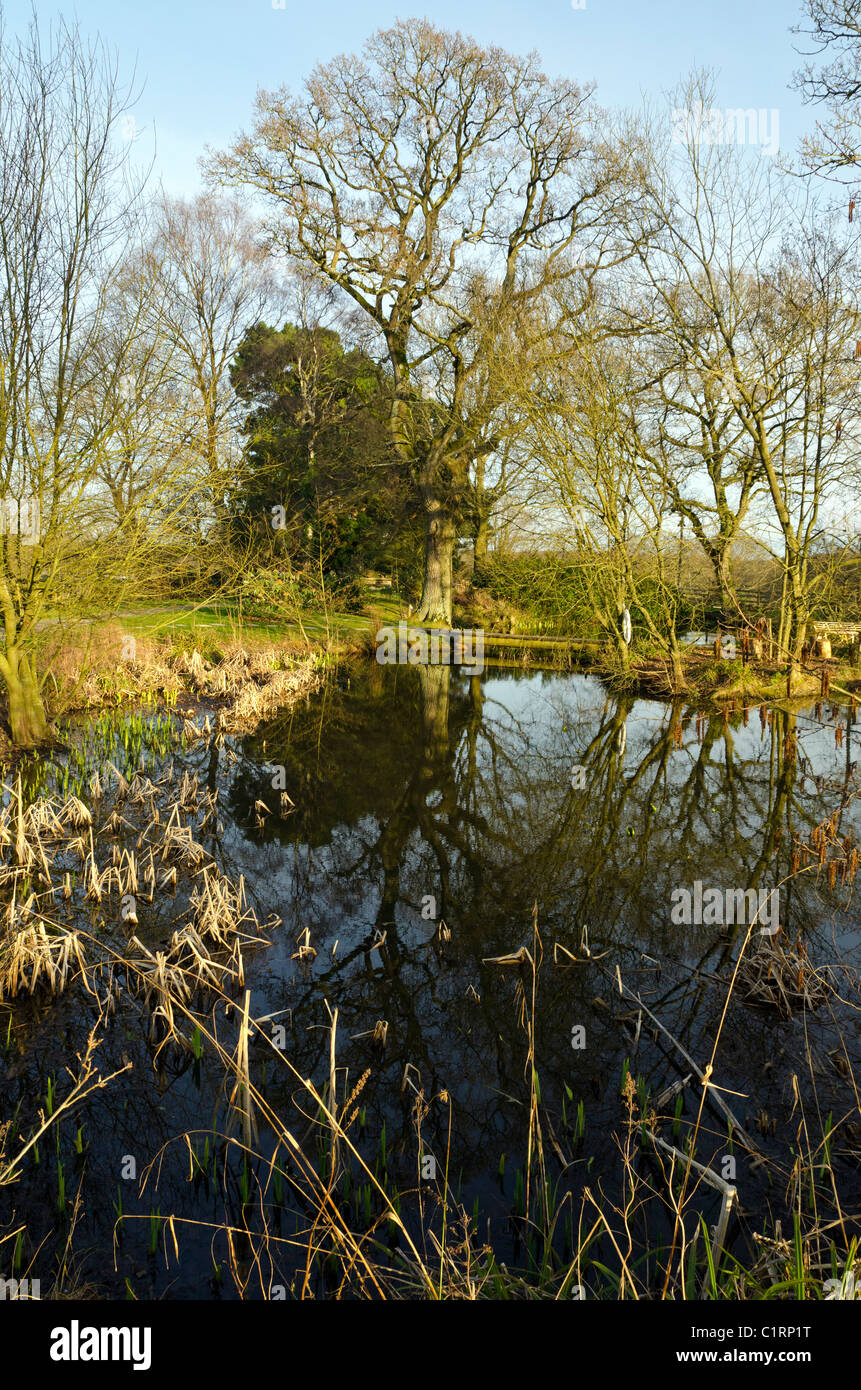 Lyndhurst, New Forest, en Angleterre, Grande-Bretagne, Royaume-Uni Banque D'Images