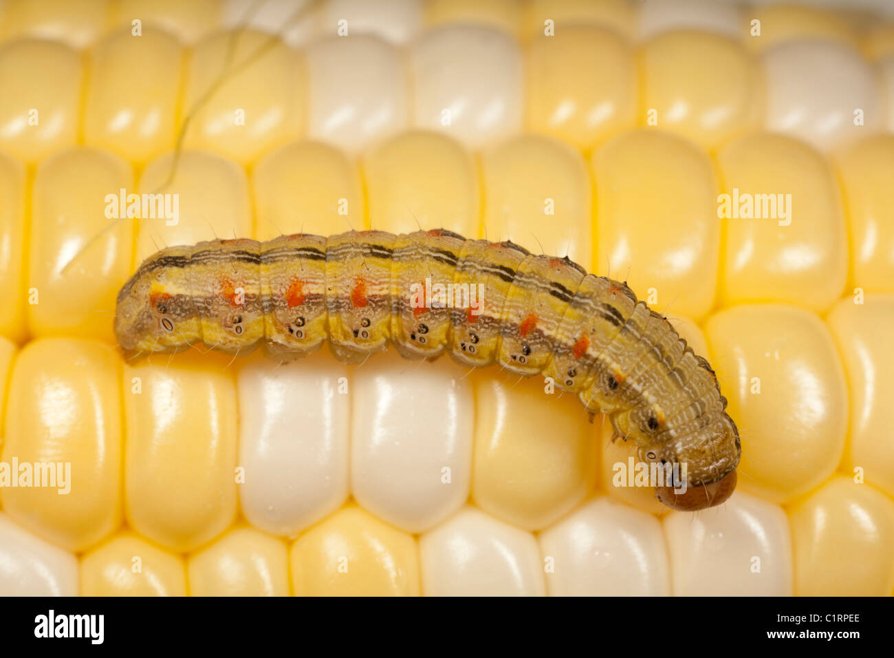 Cornworm moth caterpillar (Helicoverpa zea), un ravageur agricole de maïs. Banque D'Images