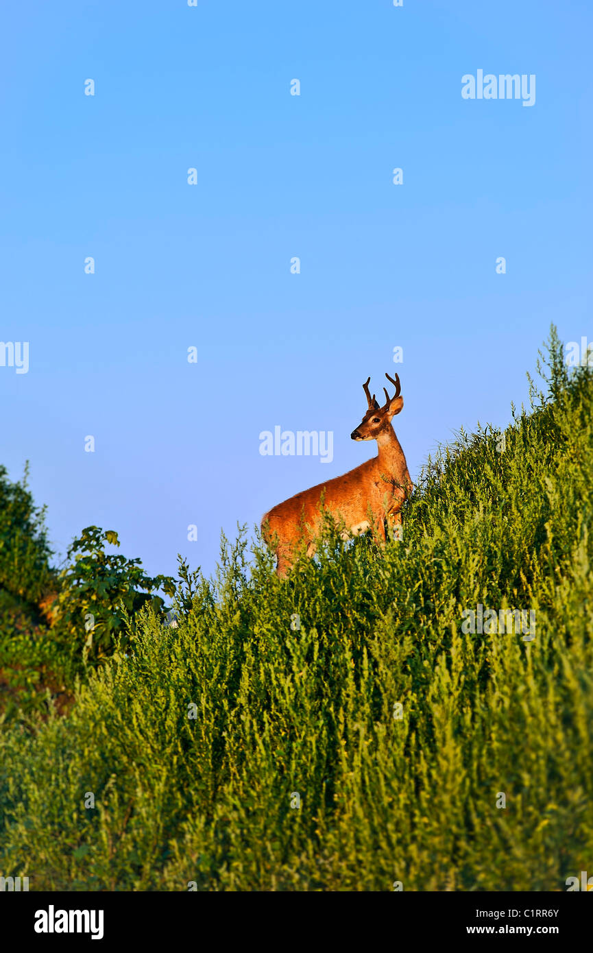 Deer buck Banque D'Images