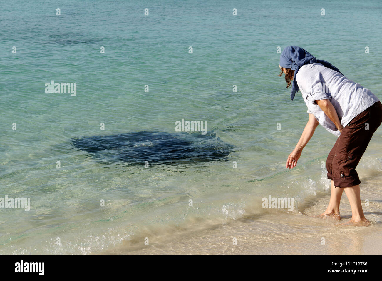 L'interaction avec une femme Stingray, Hamelin Bay, Augusta le sud-ouest de l'Australie Banque D'Images