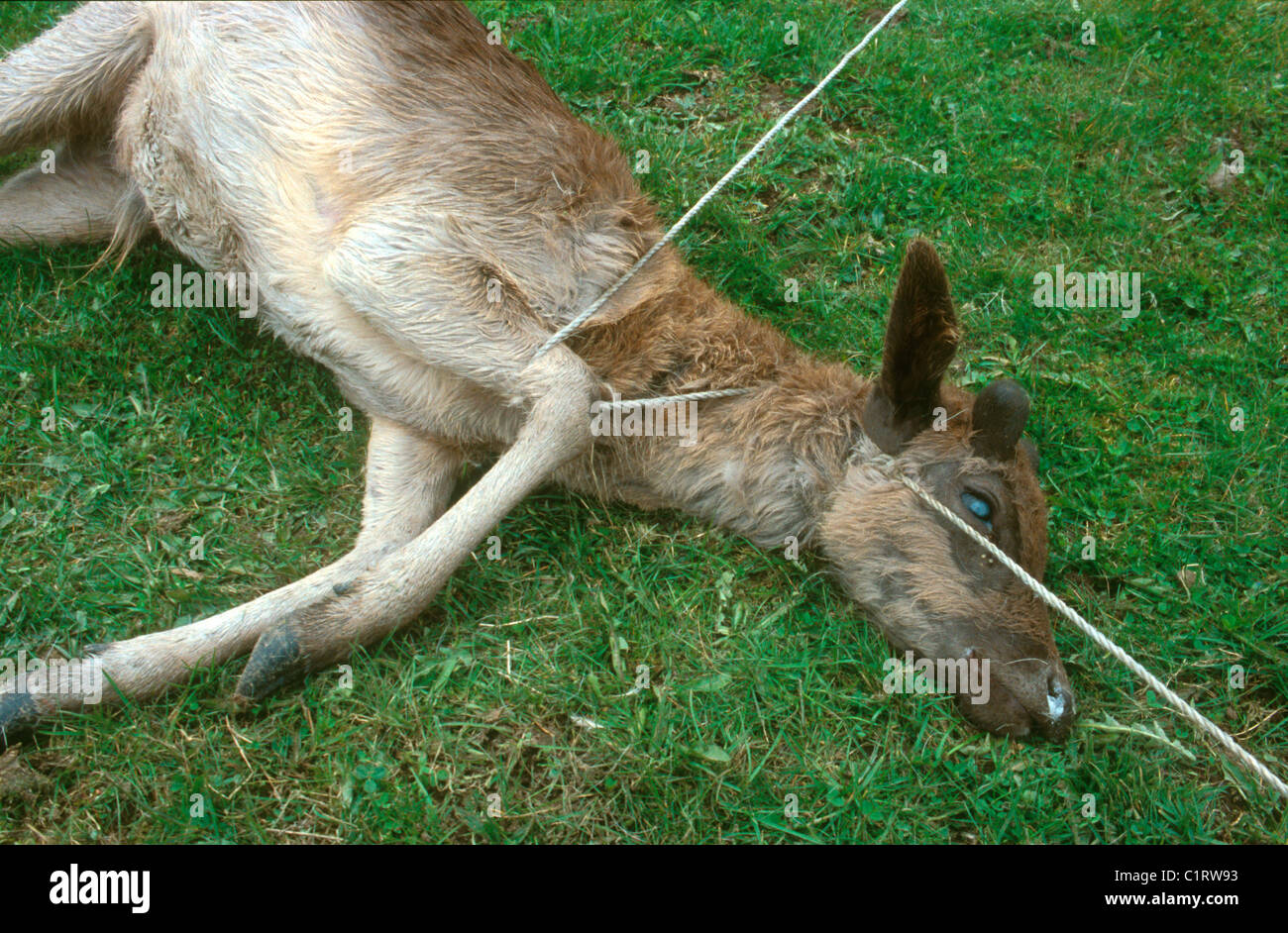 Le daim (Dama dama) Tué par strangulation d'une clôture cheval,corde Suède Skane Banque D'Images