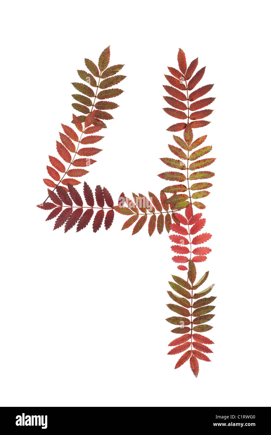 Quatre chiffres 4 Mettez de l'automne feuille sur fond blanc Banque D'Images