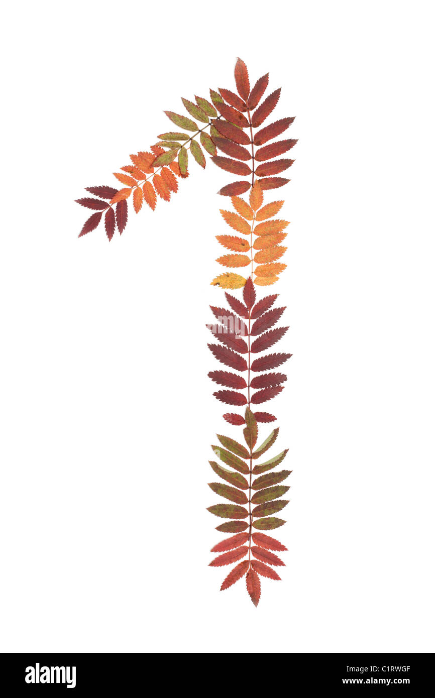 Mettre 1 chiffre 1 de l'automne feuille sur fond blanc Banque D'Images