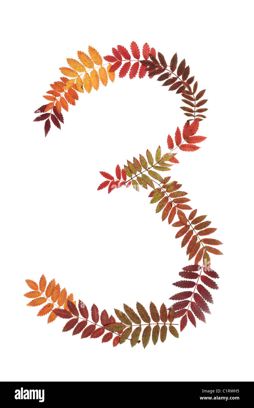 Trois chiffres 3 mettre de l'automne feuille sur fond blanc Banque D'Images
