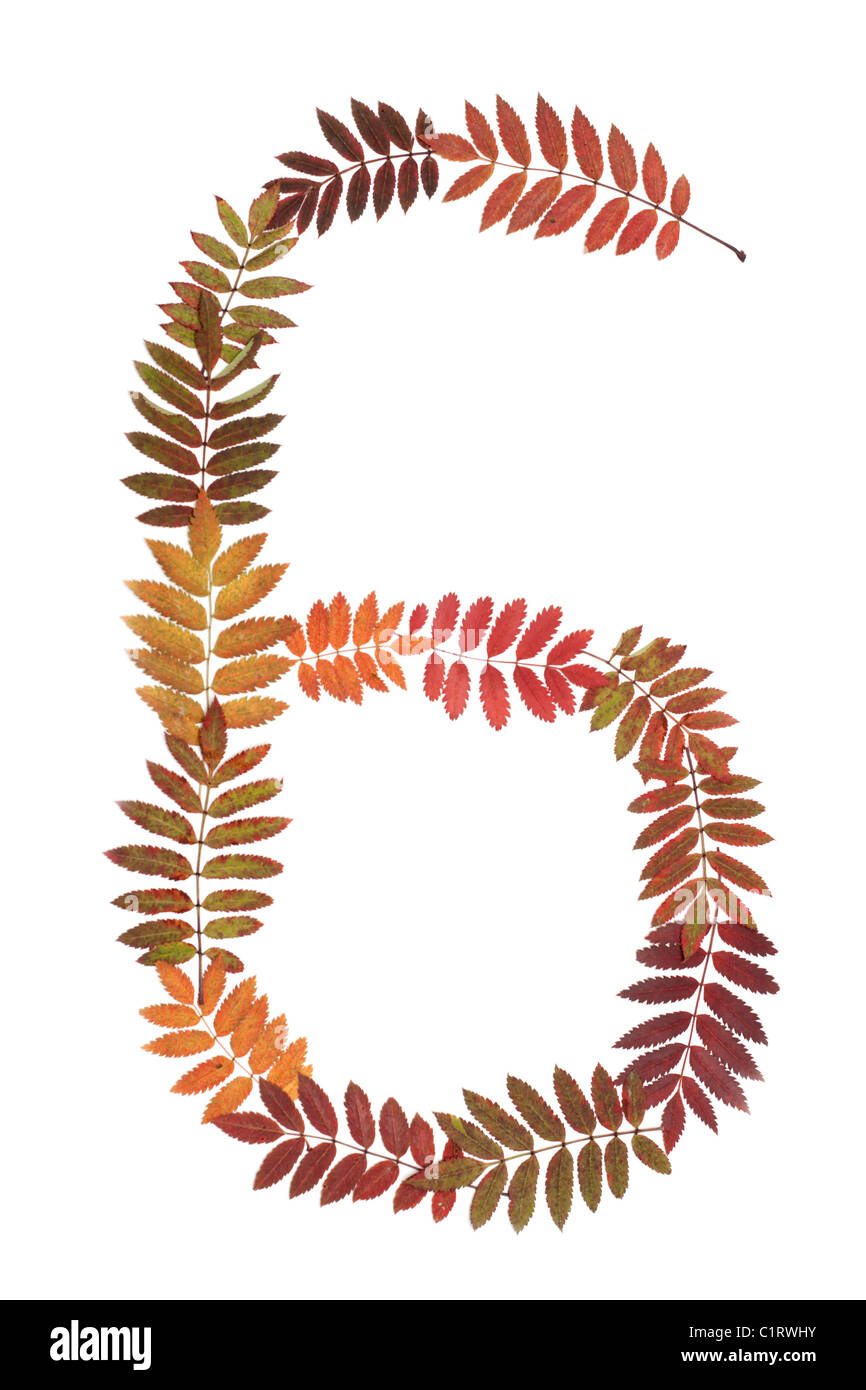 6 chiffre 6 de l'automne feuille sur fond blanc Banque D'Images