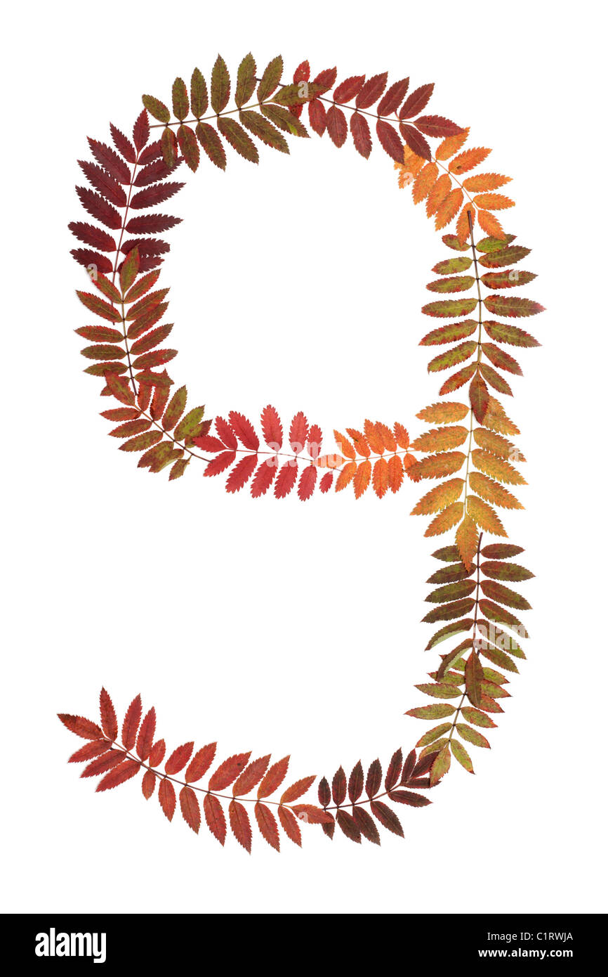 9 chiffre neuf mis à partir de l'automne feuille sur fond blanc Banque D'Images