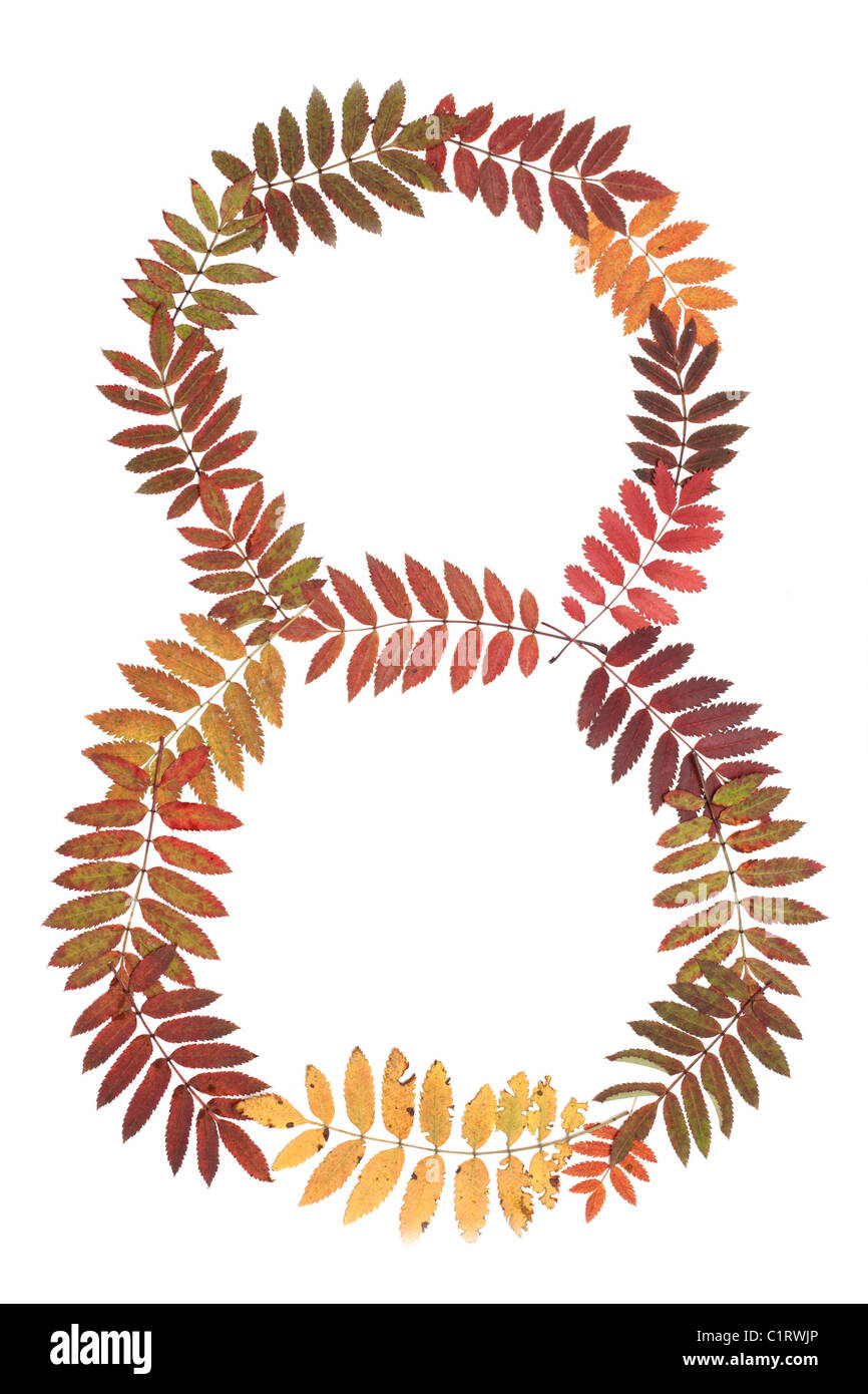 8 Chiffre 8 mettre de l'automne feuille sur fond blanc Banque D'Images