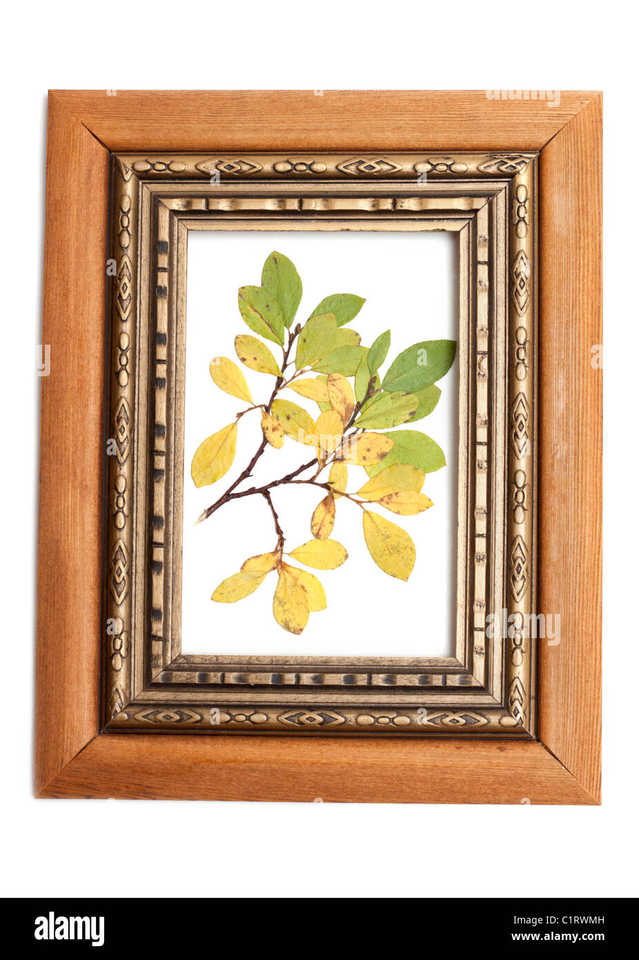 Feuille sèche dans le cadre en bois pour la photographie Banque D'Images