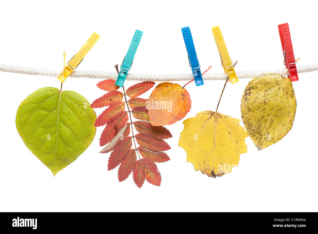 Feuille d'automne sur vêtements-peg sur corde sur fond blanc Banque D'Images