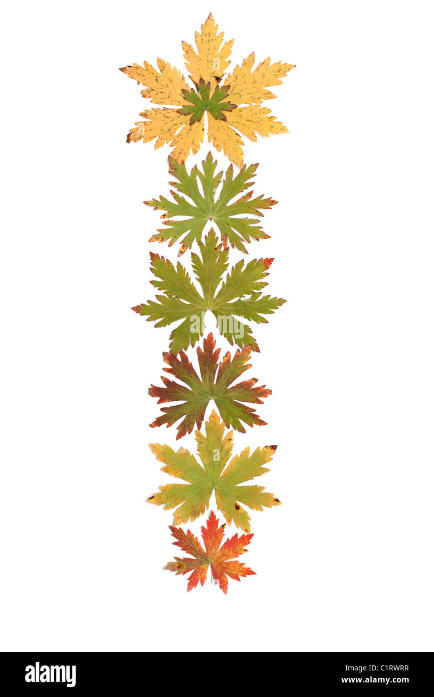 Feuille d'automne sur fond blanc mis en ligne Banque D'Images