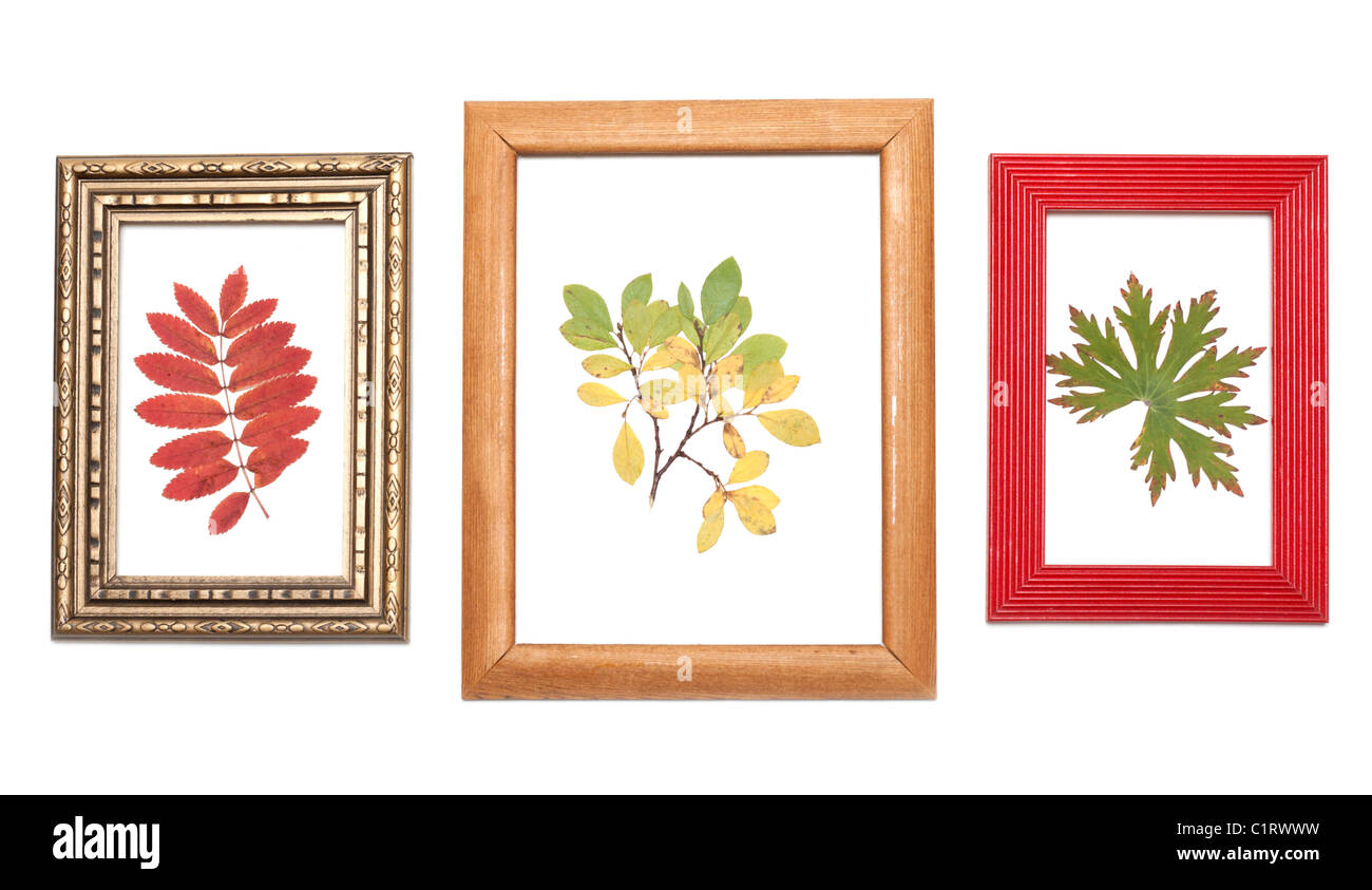 Feuille sèche dans le cadre en bois pour la photographie Banque D'Images