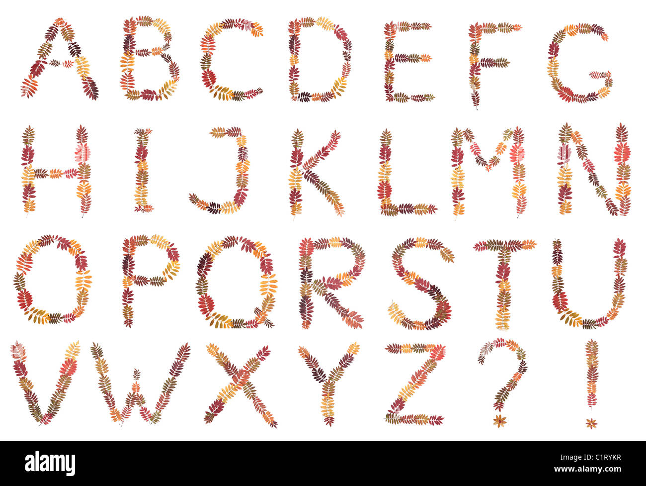L'alphabet de l'automne feuille sur fond blanc Banque D'Images