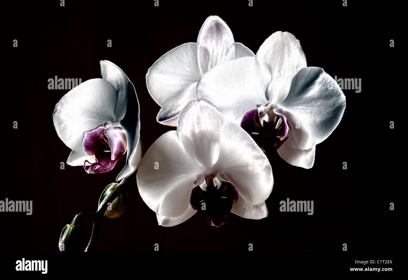 Orchid sur un fond noir Banque D'Images